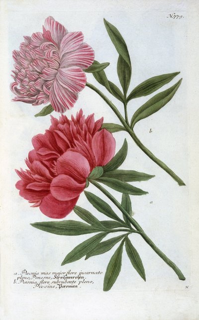 Paeonia de Phytanthoza Iconographia de Johann Wilhelm Weinmann, 1737 (gravura colorida à mão) de Georg Dionysius Ehret